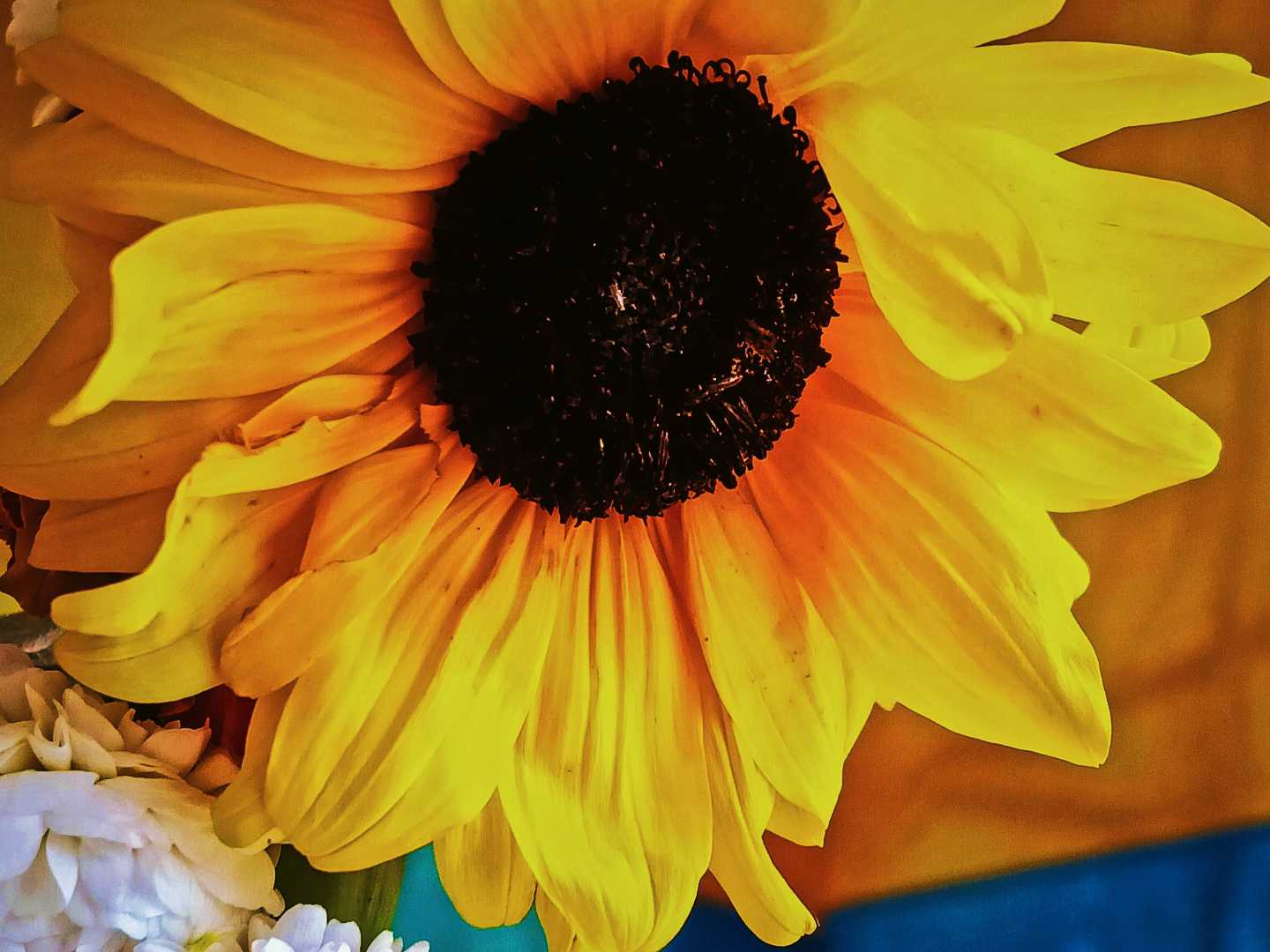 sunflower 🌻