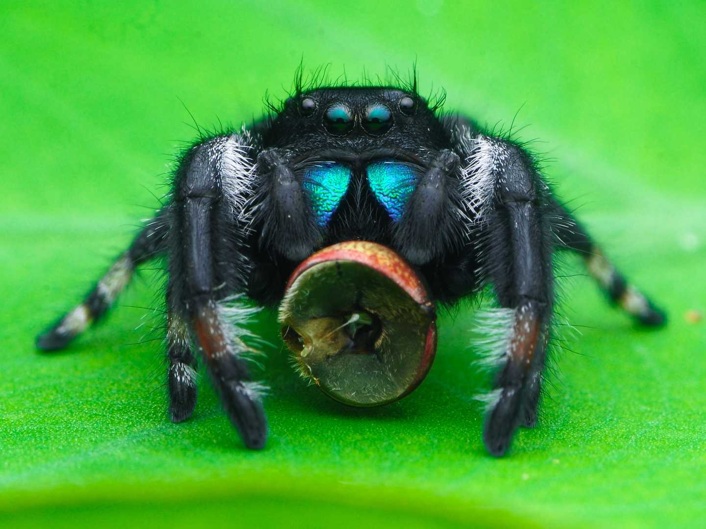 phidippus regius male