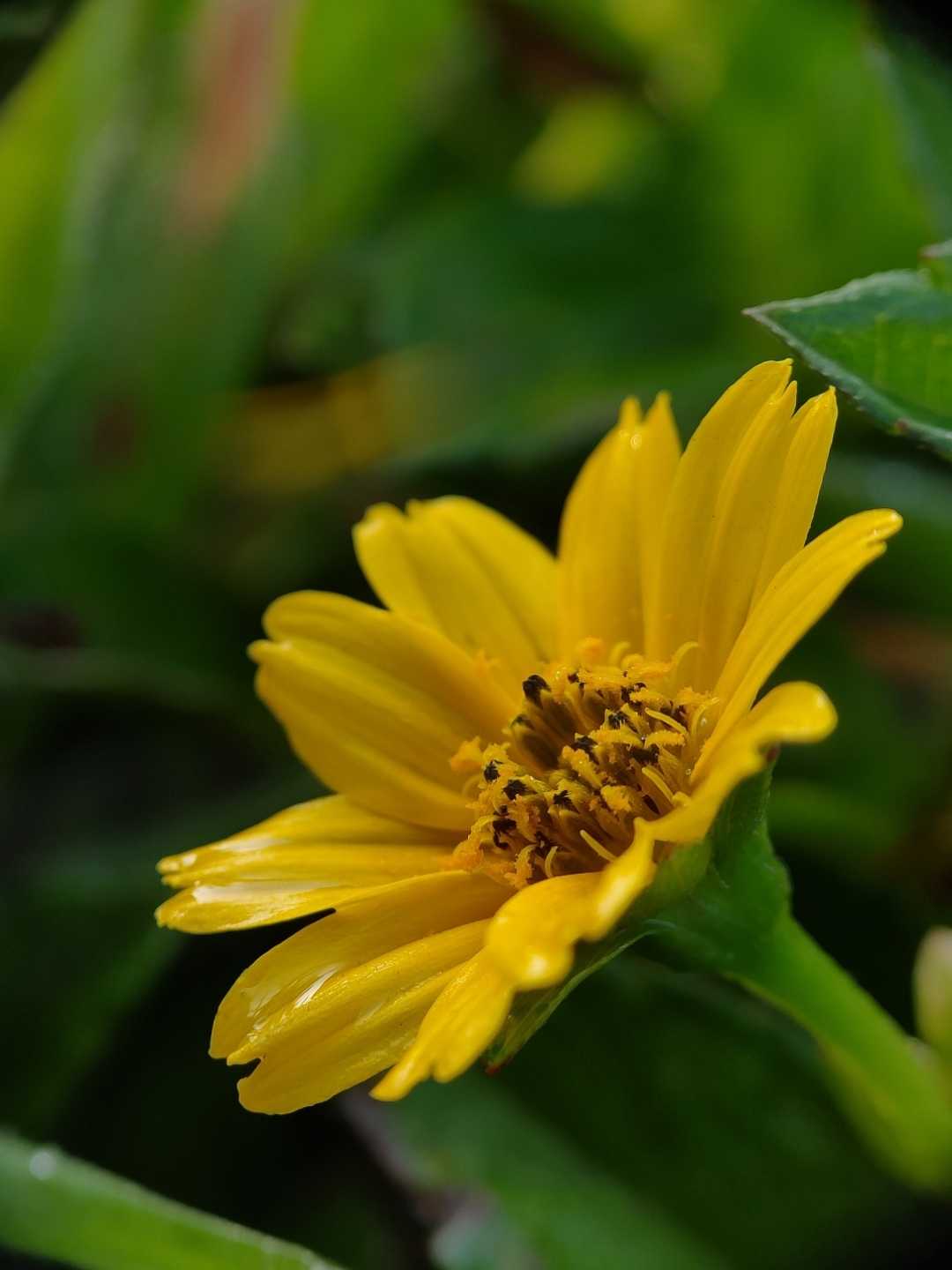 Sphagneticola trilobata