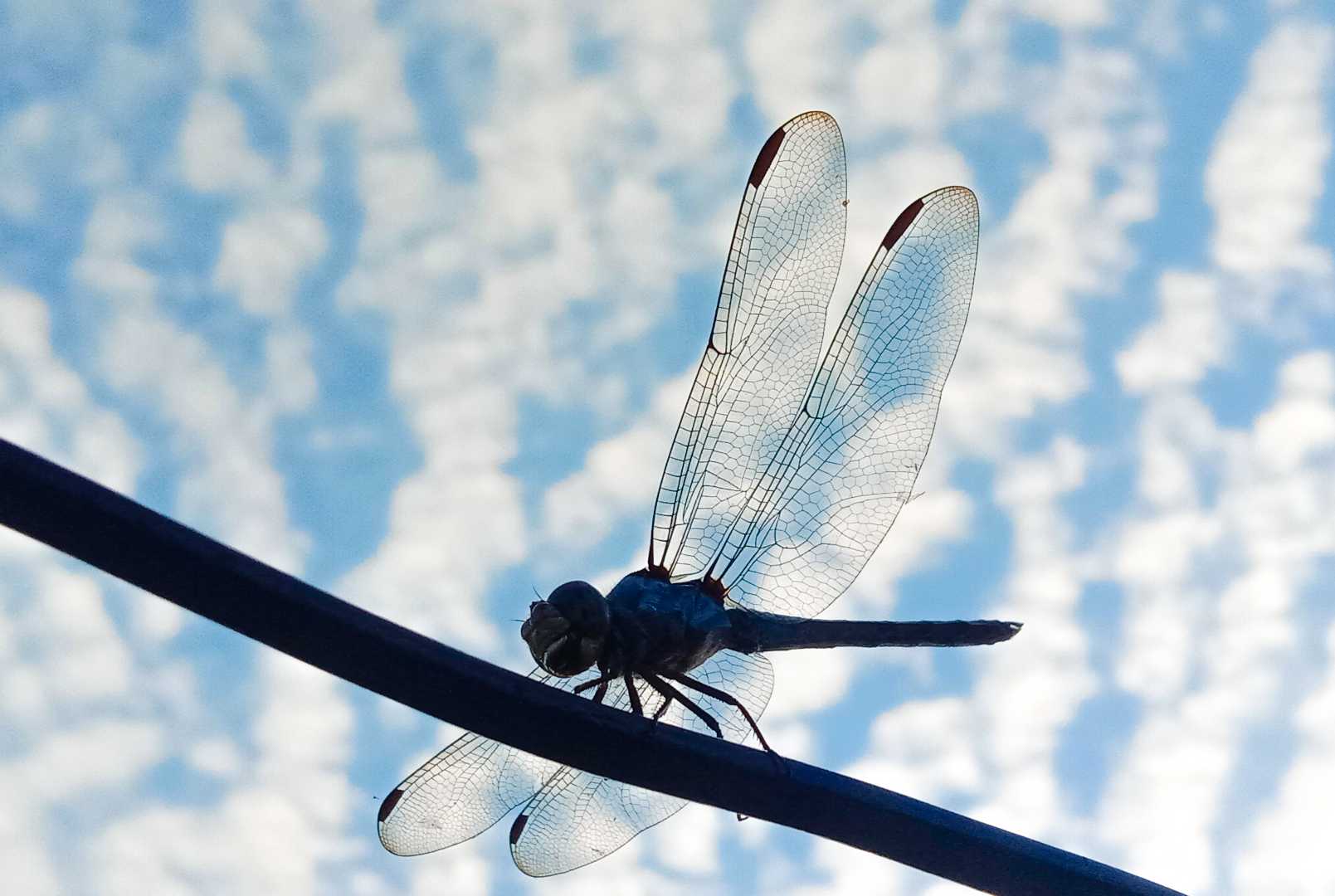 Grasshopper 