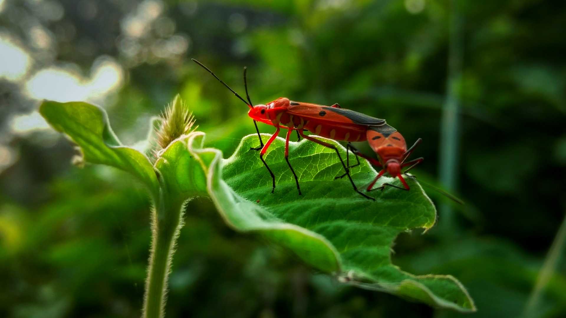 Mating | 📸