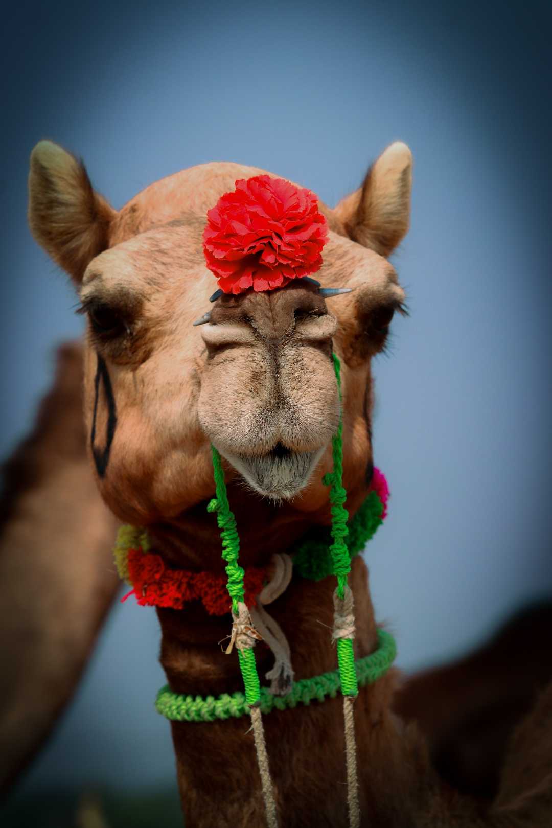 यह फोटो पुष्कर पशु मेले की खींची हुई है 