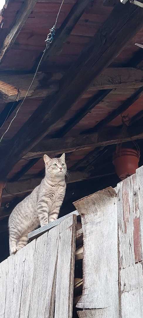🐈‍⬛