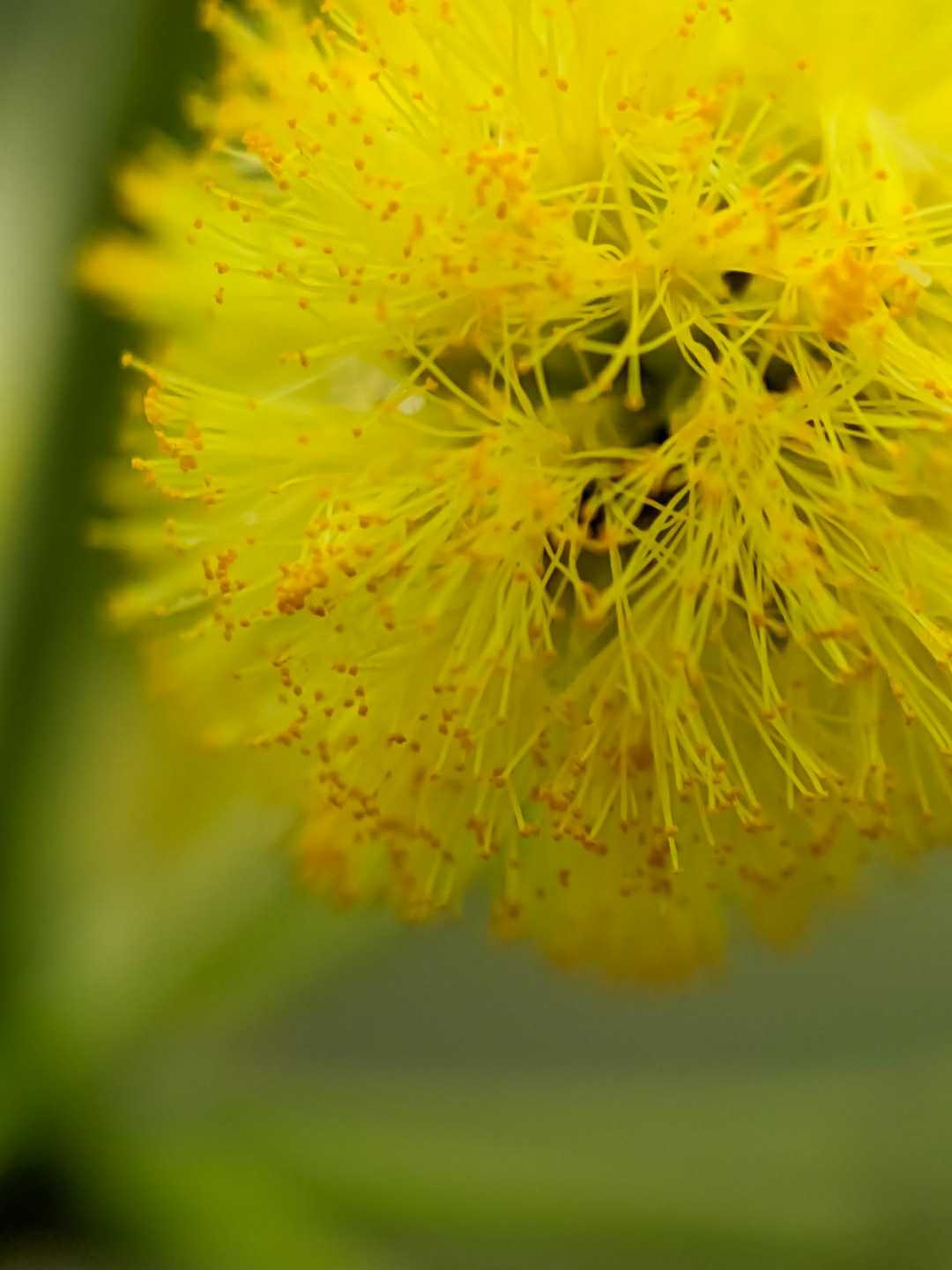 Yellow Beauty 
