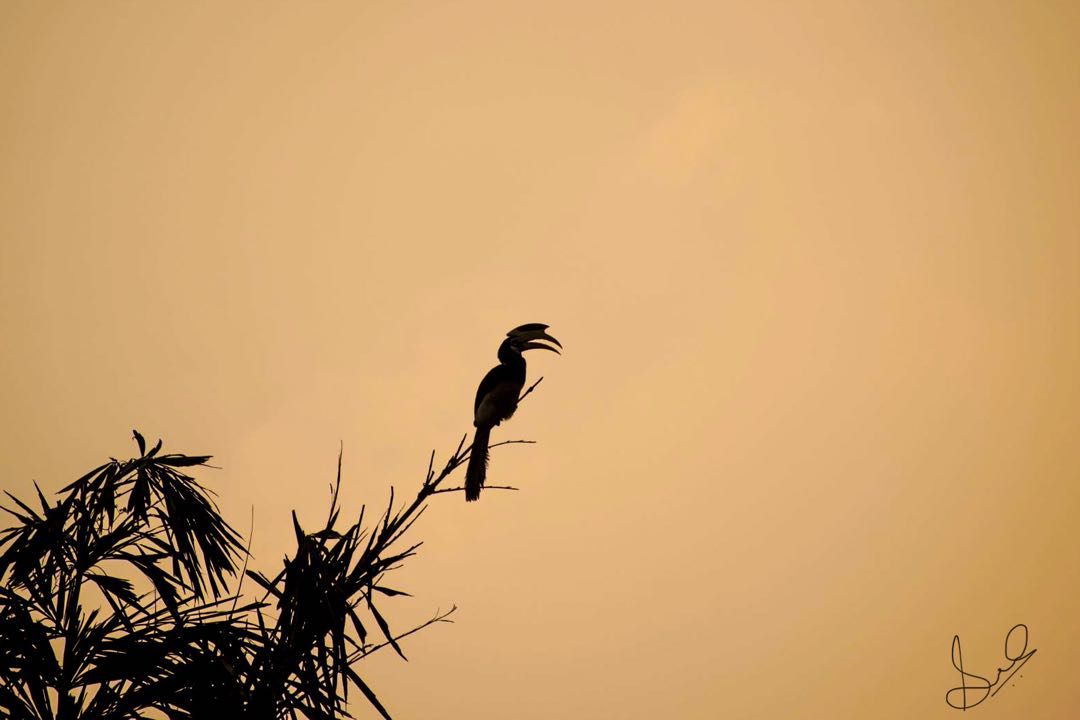 Hornbill!
