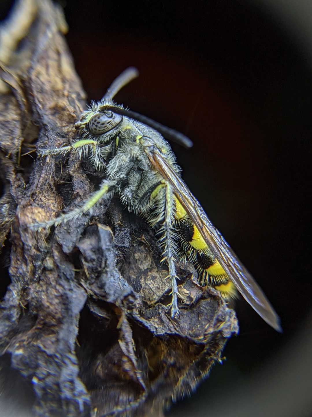 mobile macrophotography