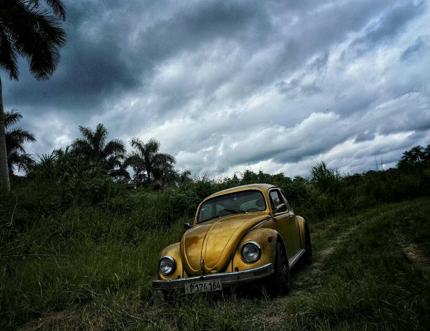 el escarabajo en la campiña