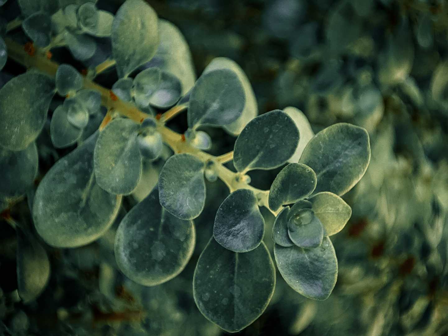 Macro Shot
