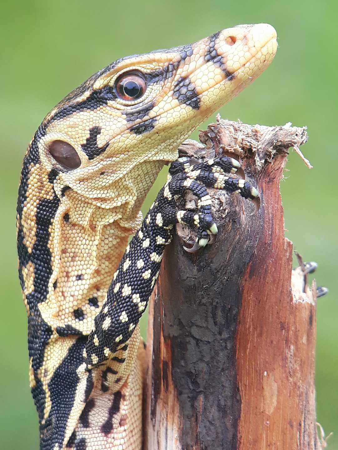Biawak