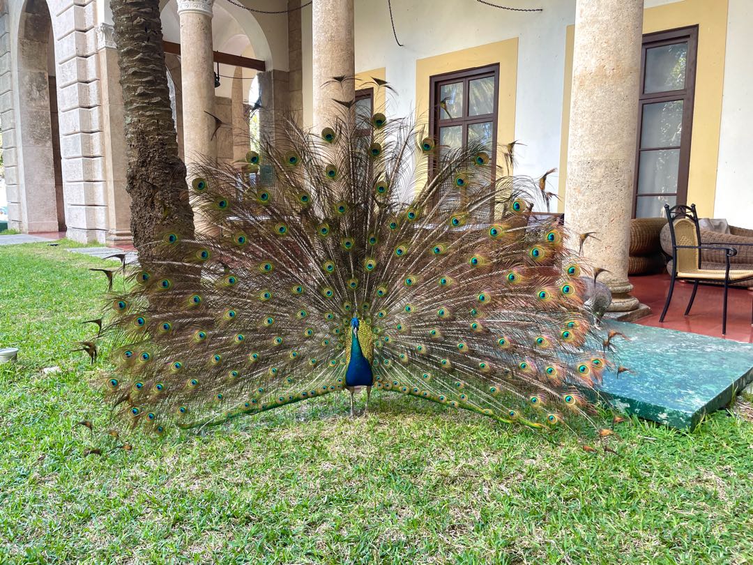 🦚