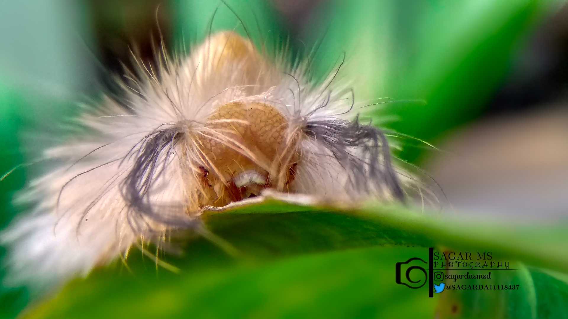 Caterpillar