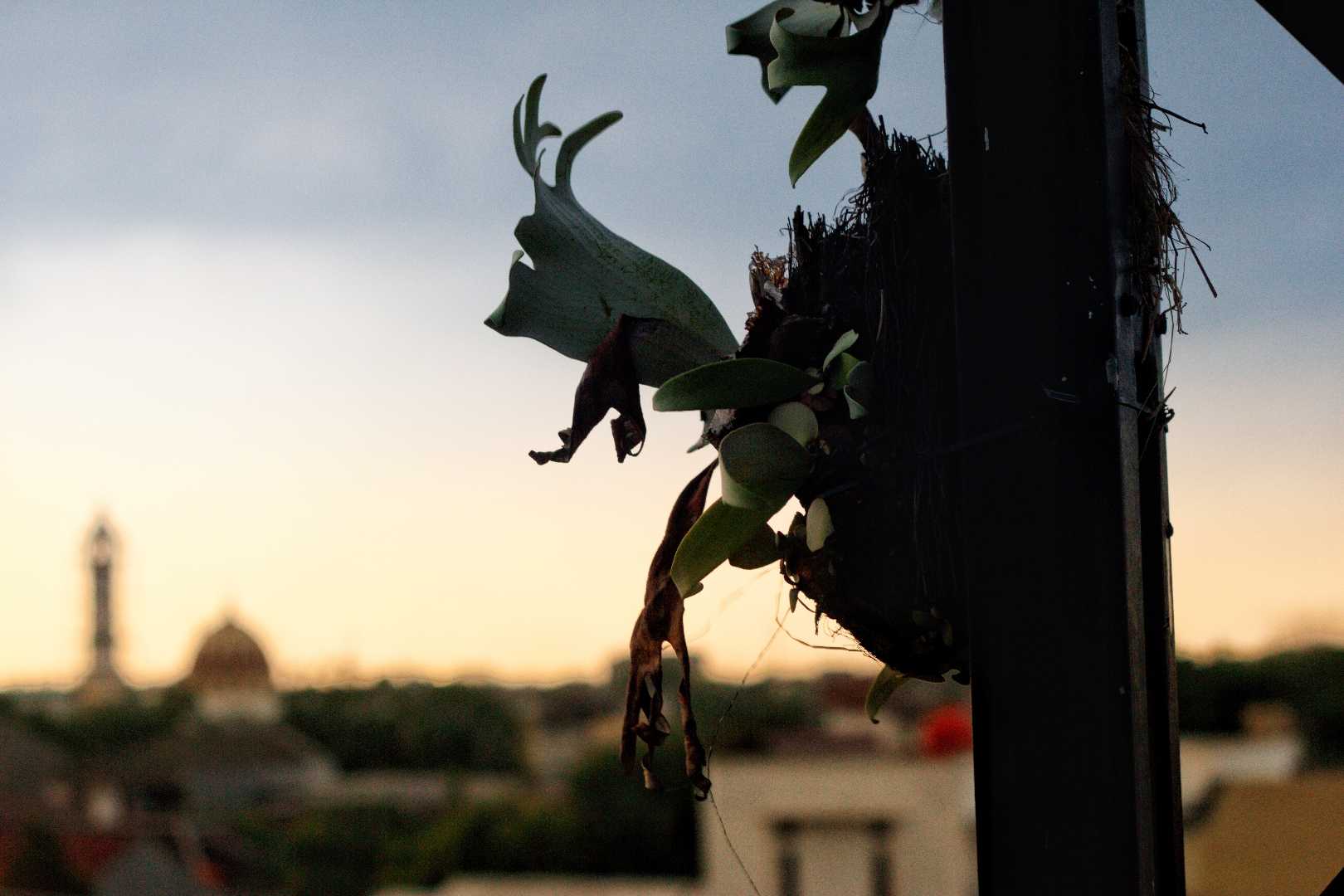 SENJA