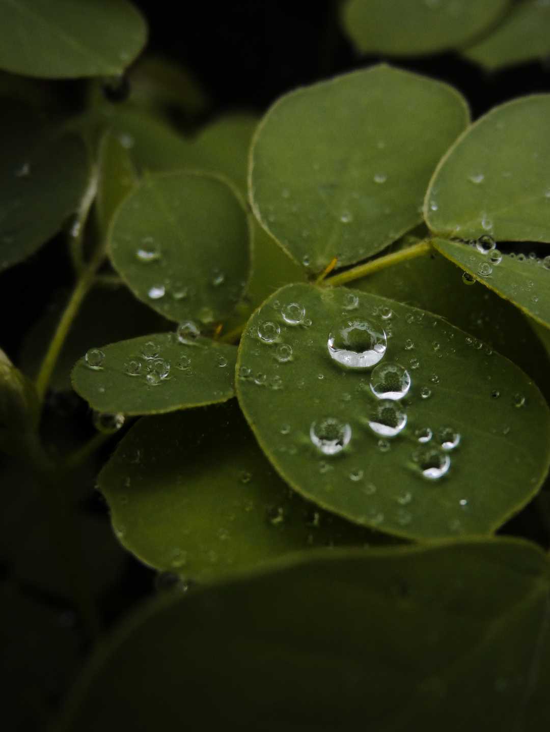 Pearls of rain