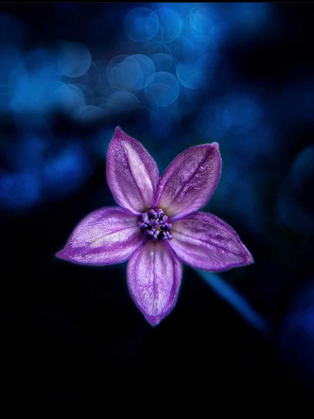flower photography ❤️