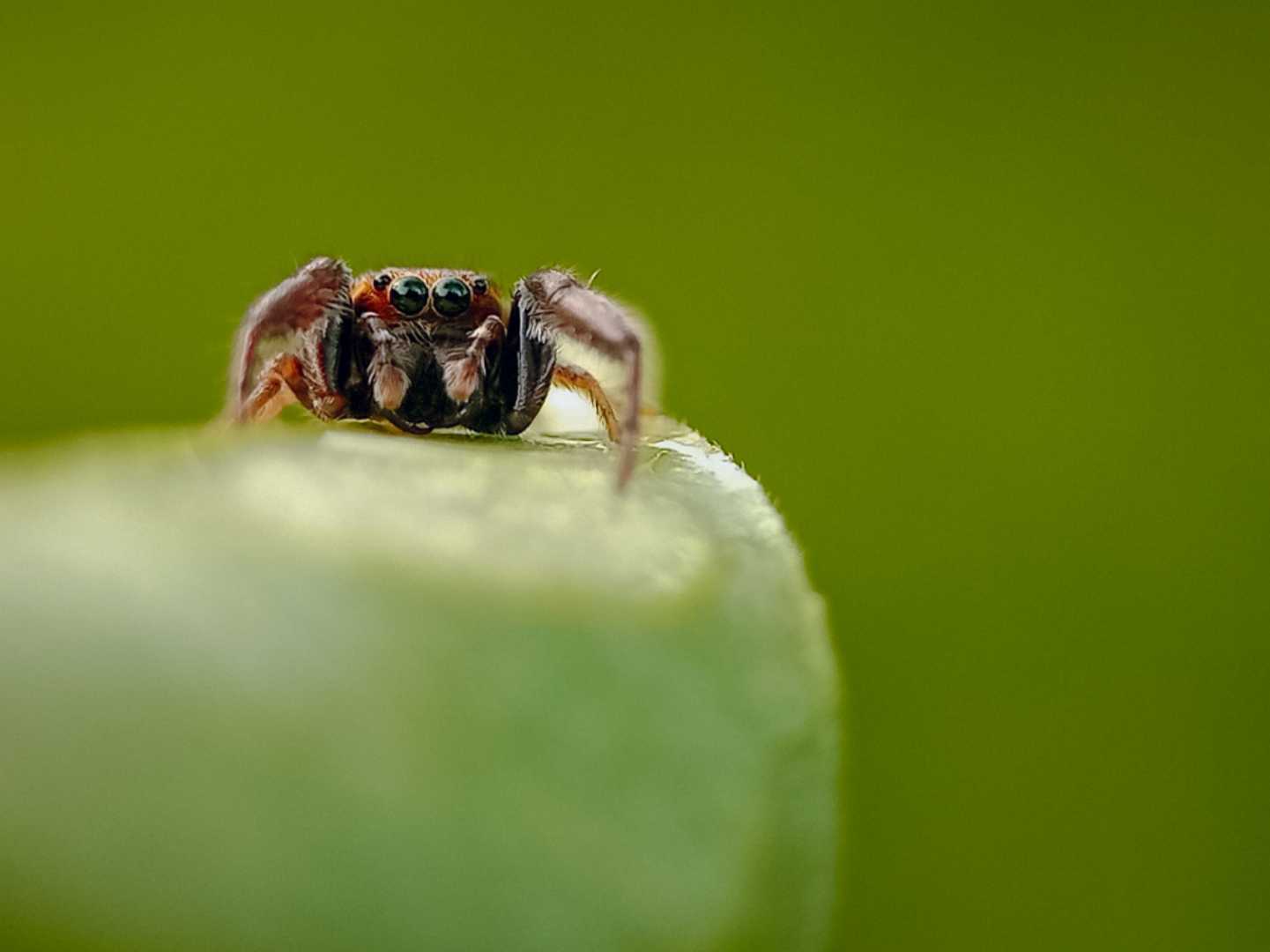 jump spider