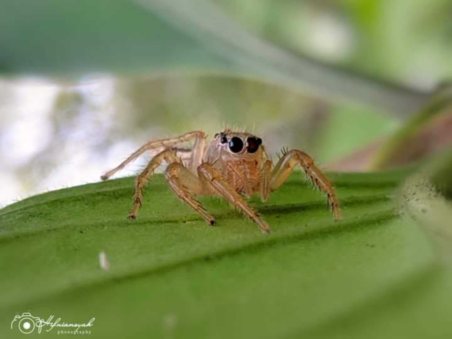 Telamonia dimidiata

Laba-laba