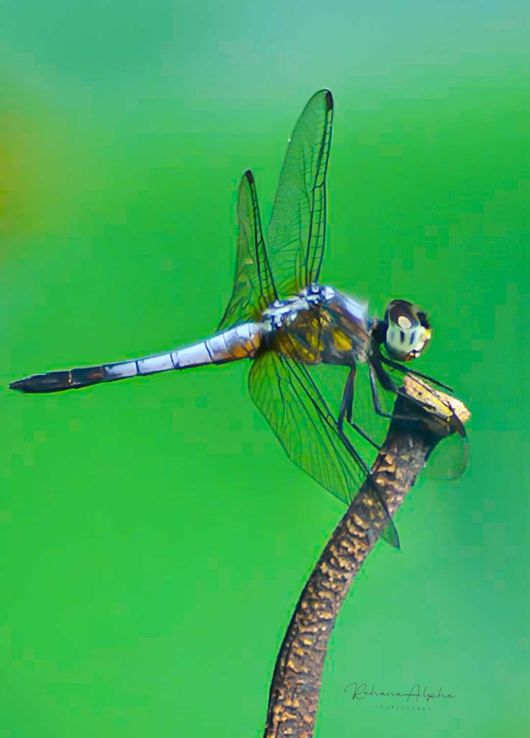 Dragonfly 