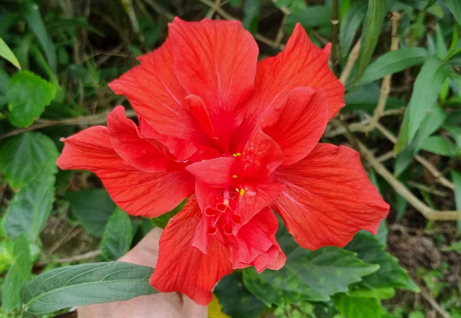 Hibisco vermelho
