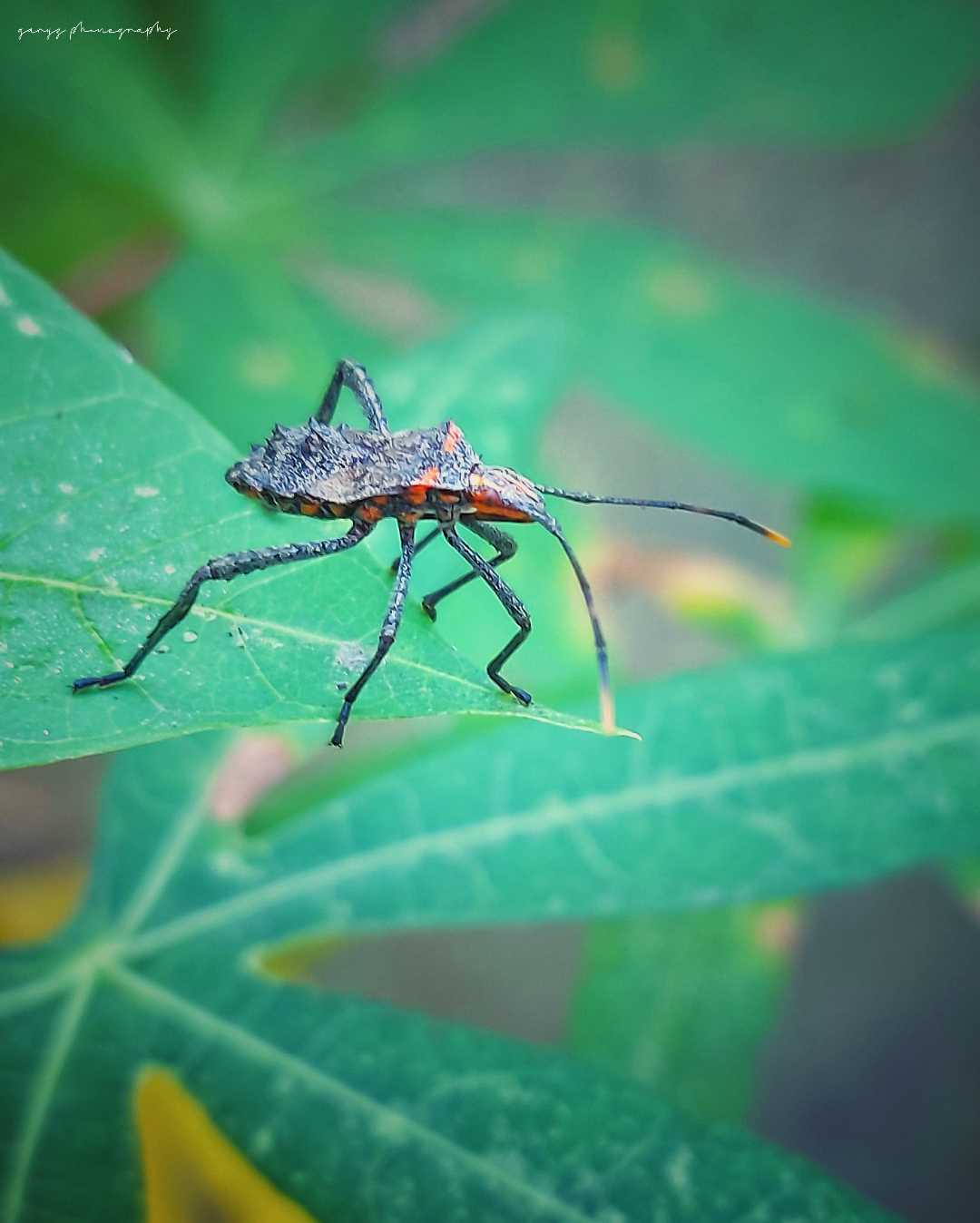 Leptoglossus phyllopus atau kutu kaki daun timur