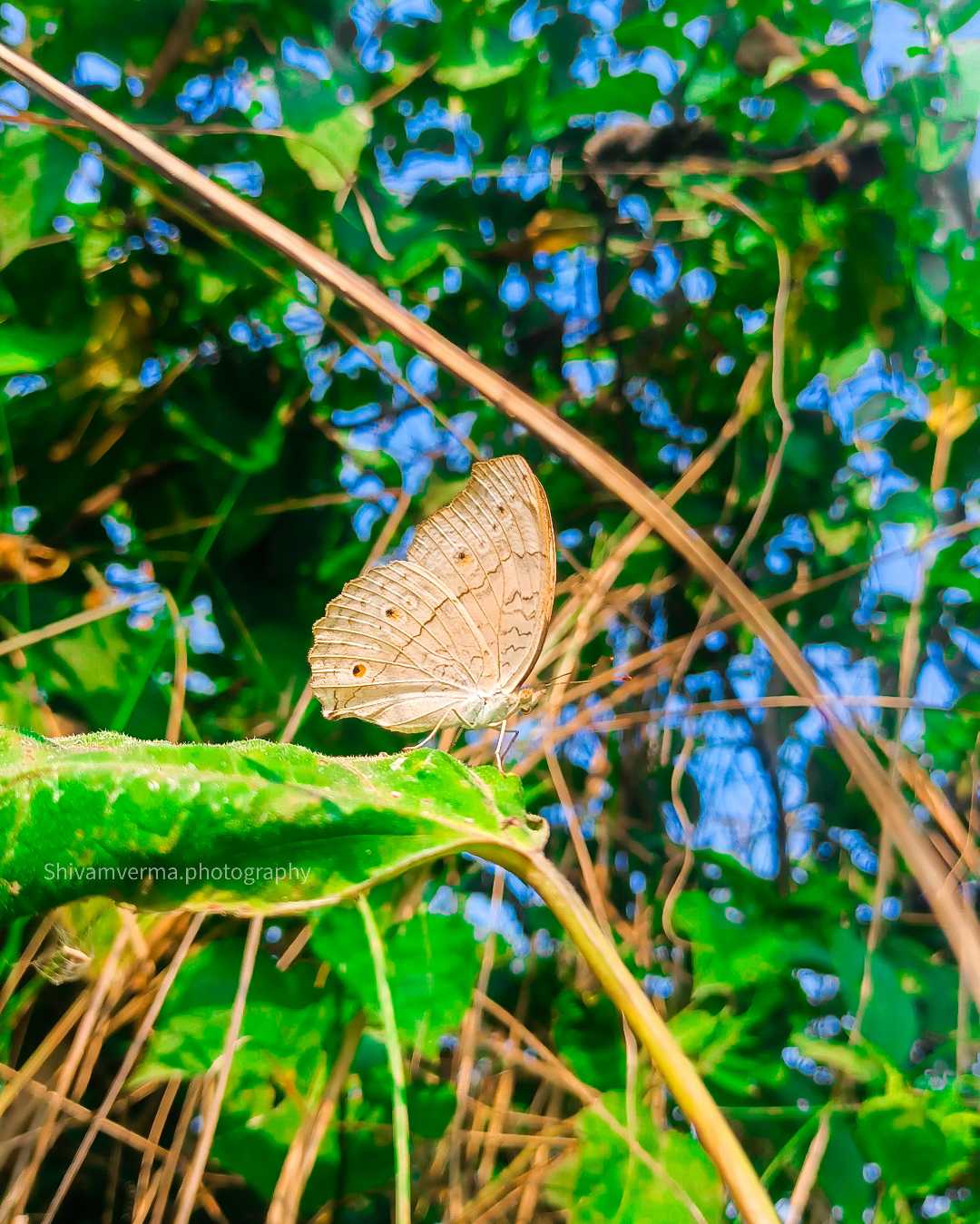 Butterfly Beauty 🦋 