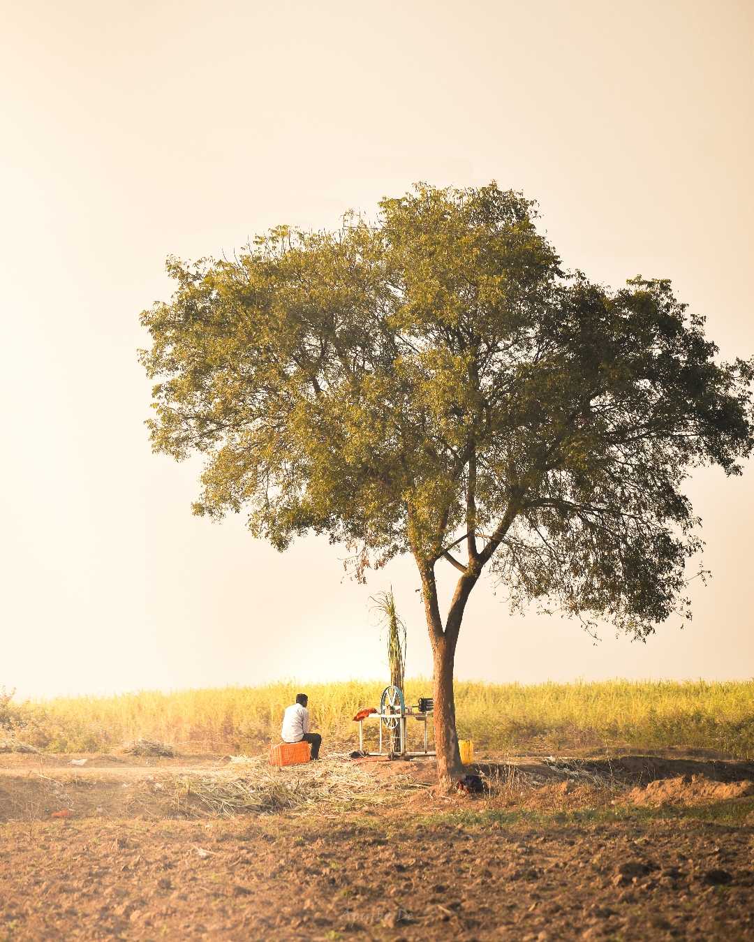 Sugarcane seller sitting under a tree