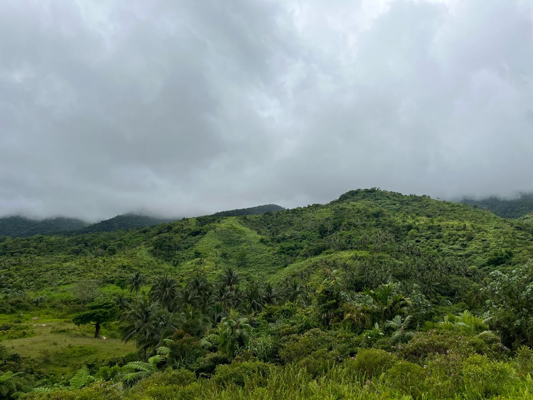 🏞️🌴