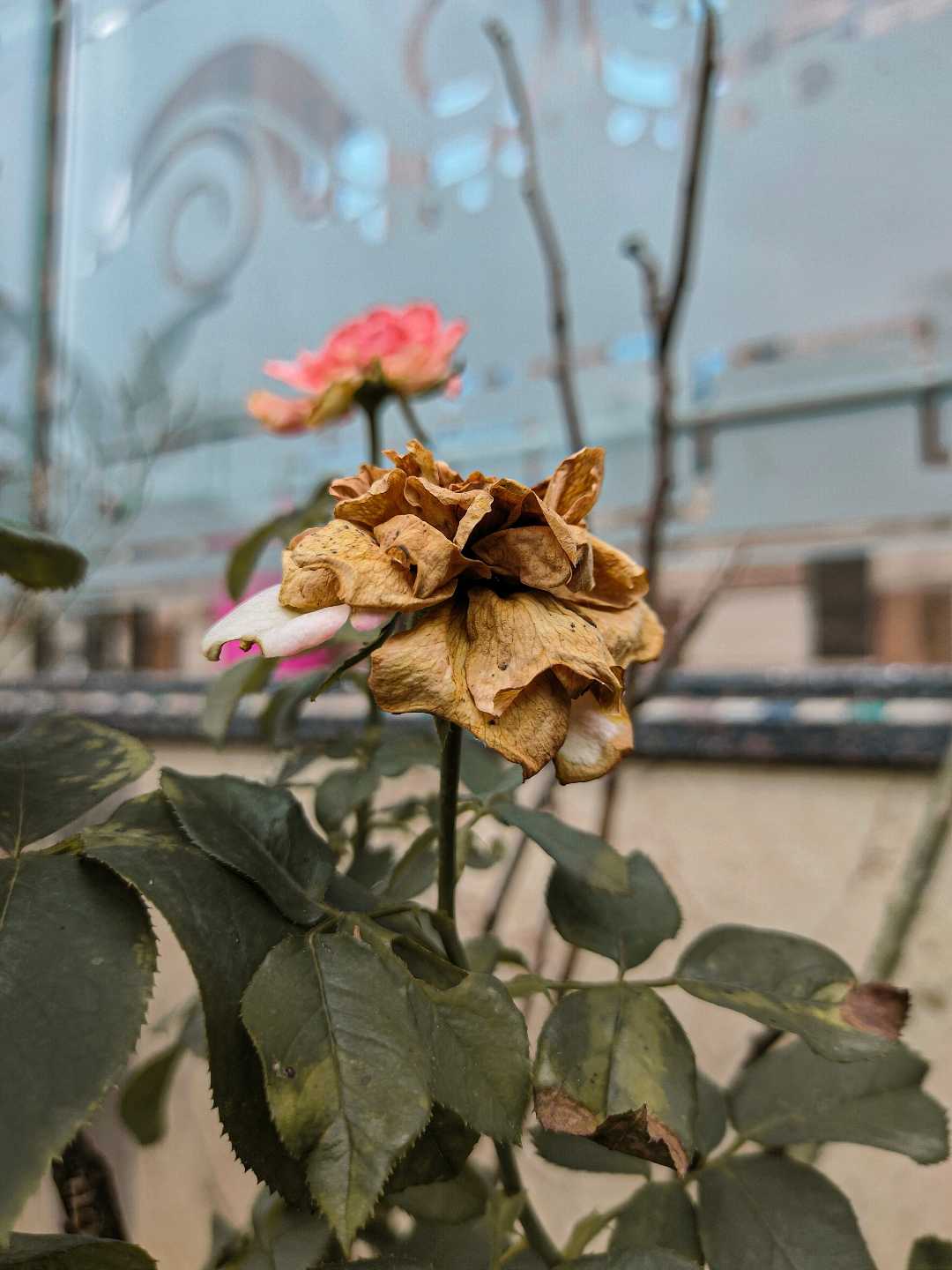 Faded Rose 🥀💖