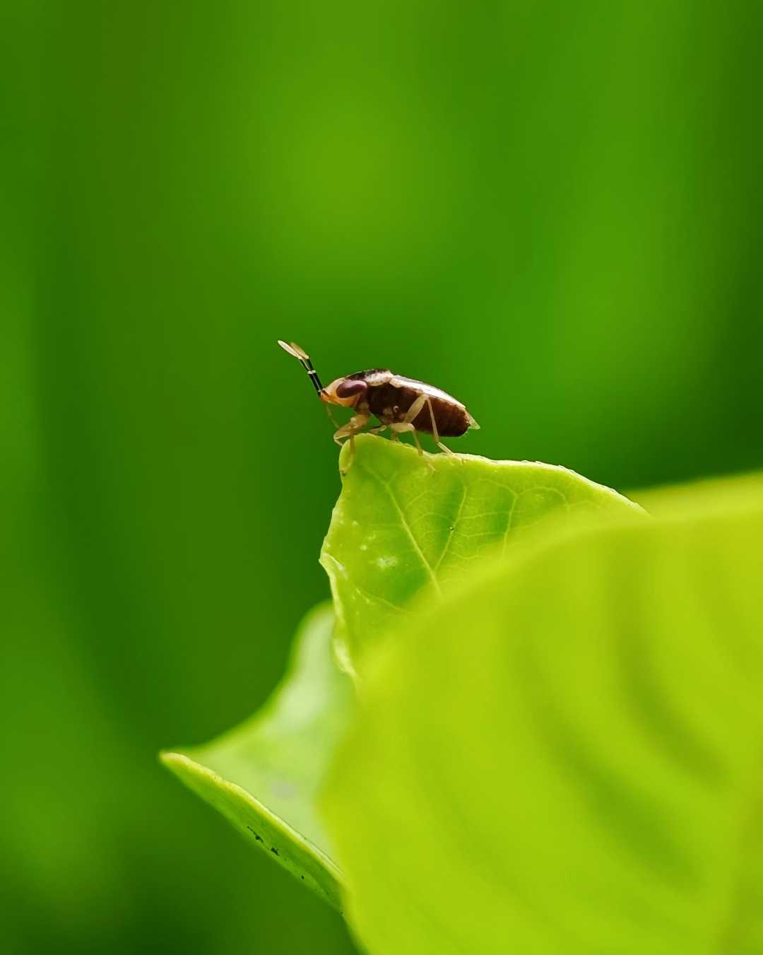 Bug's Macro pindle