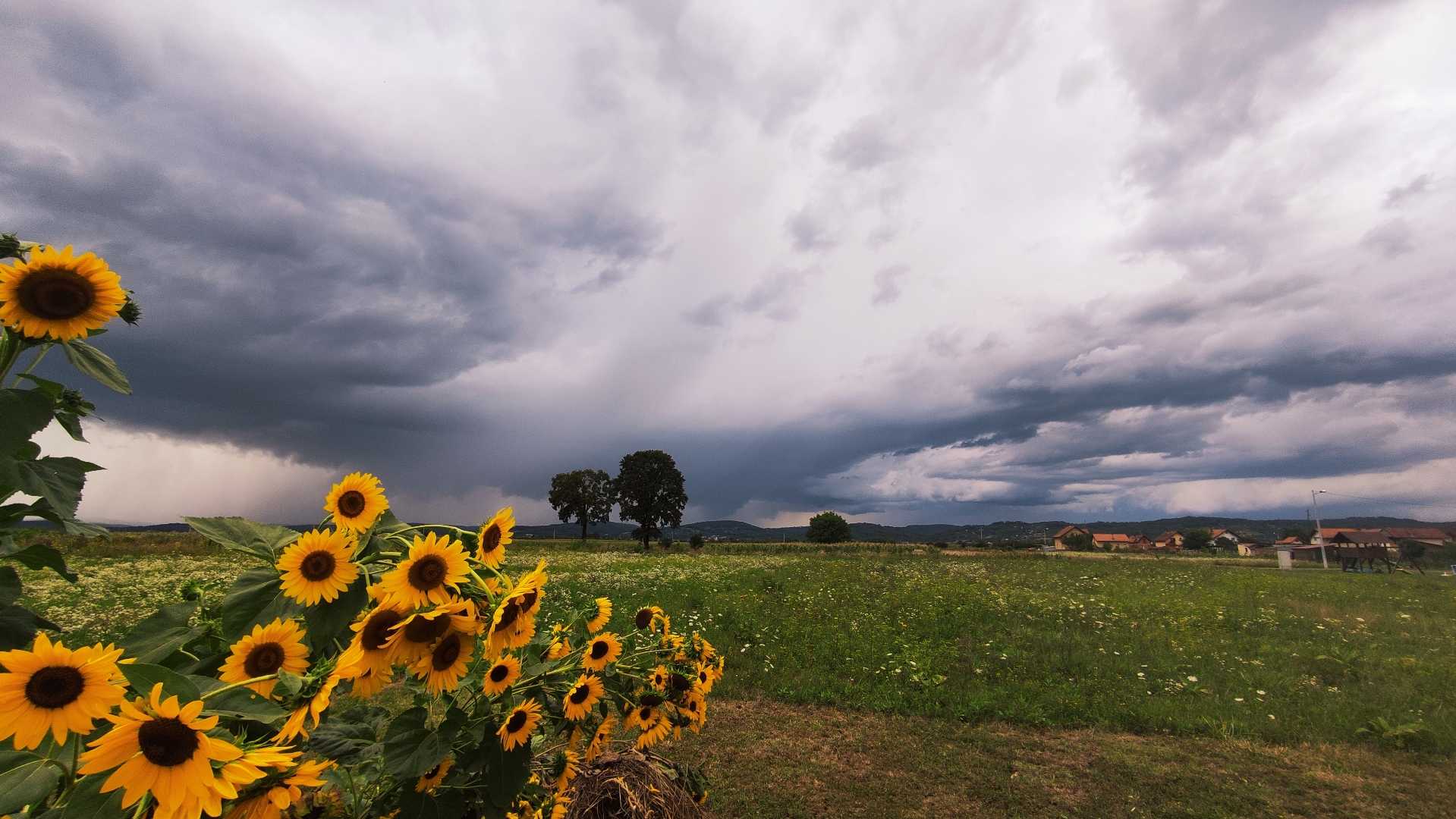 Sad sunflower before the storm