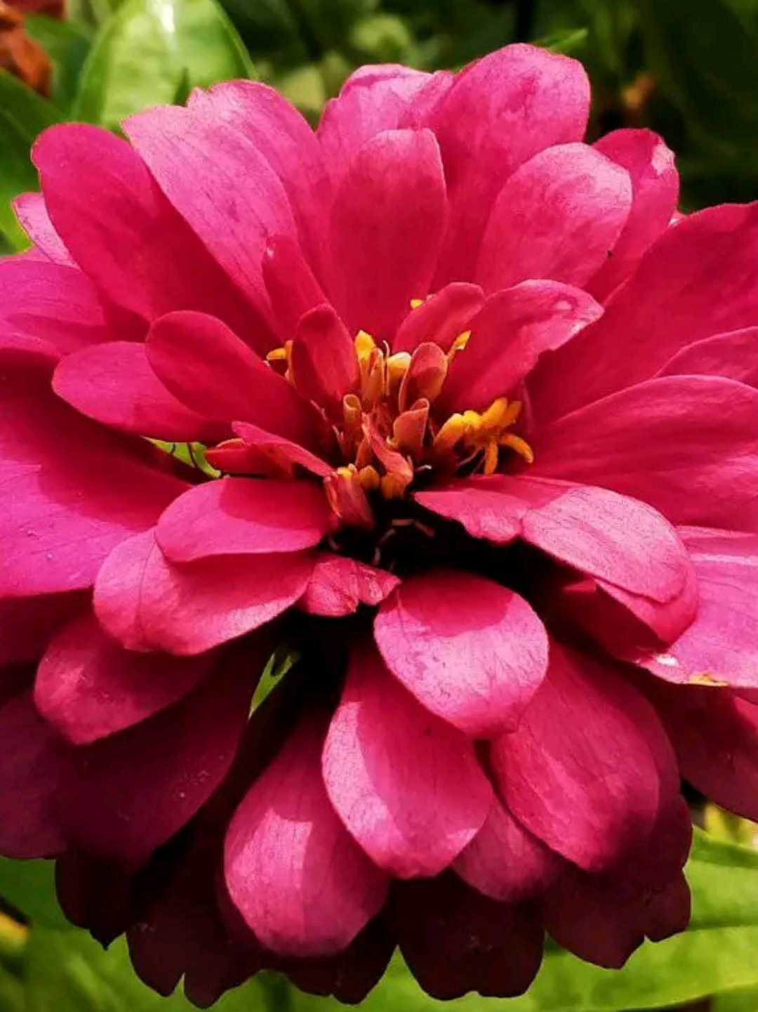 zinia 