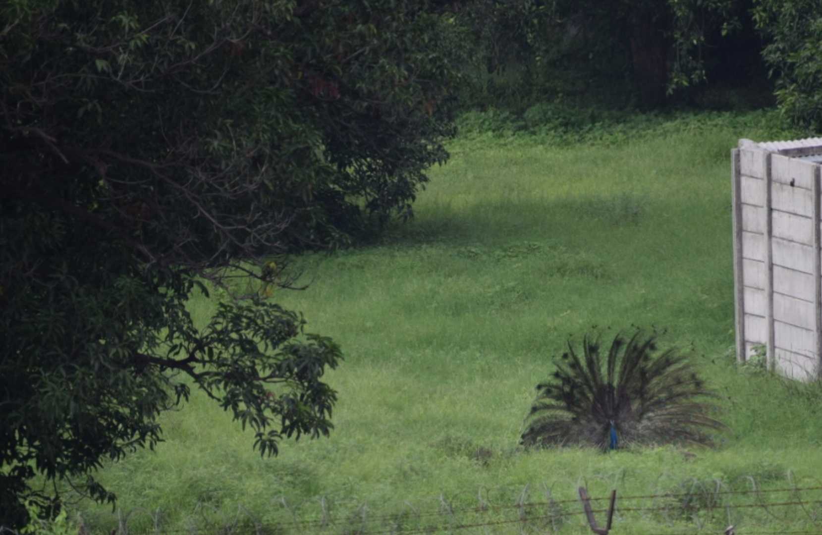 Peacock  🦚 dancing 