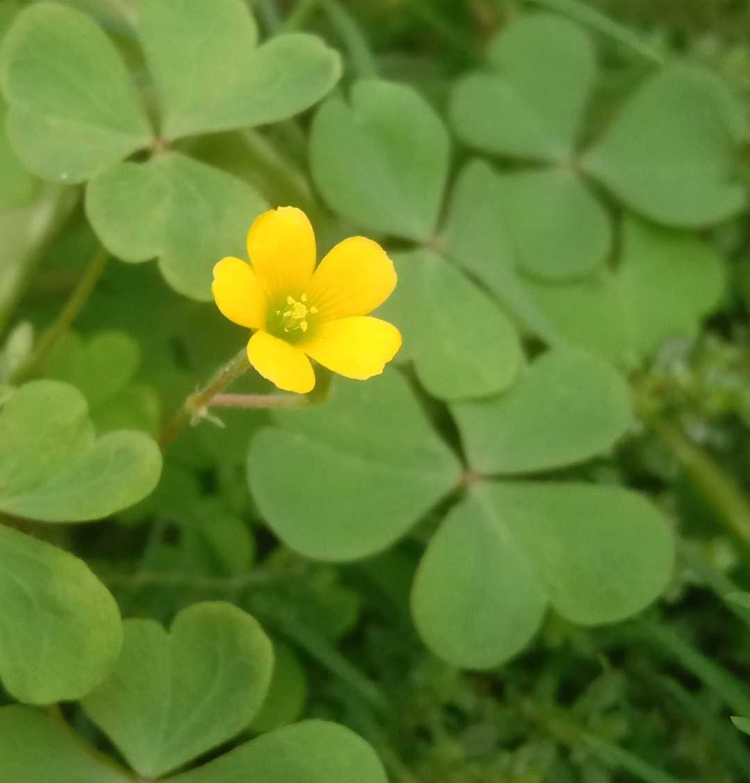 flower from nature