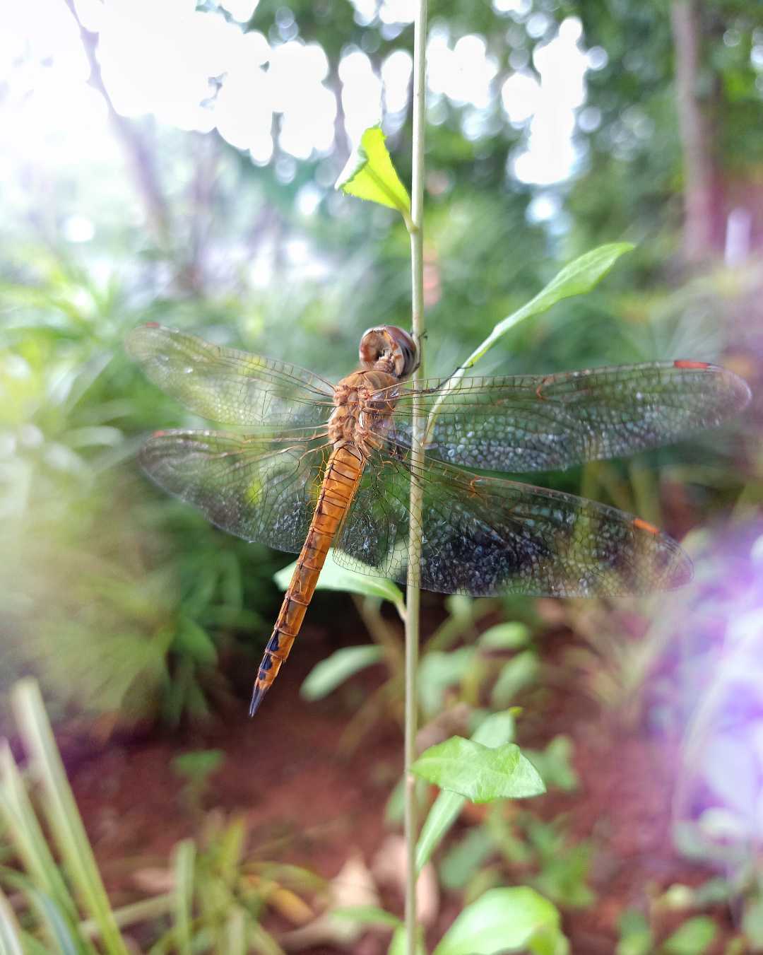 Capung ciwet