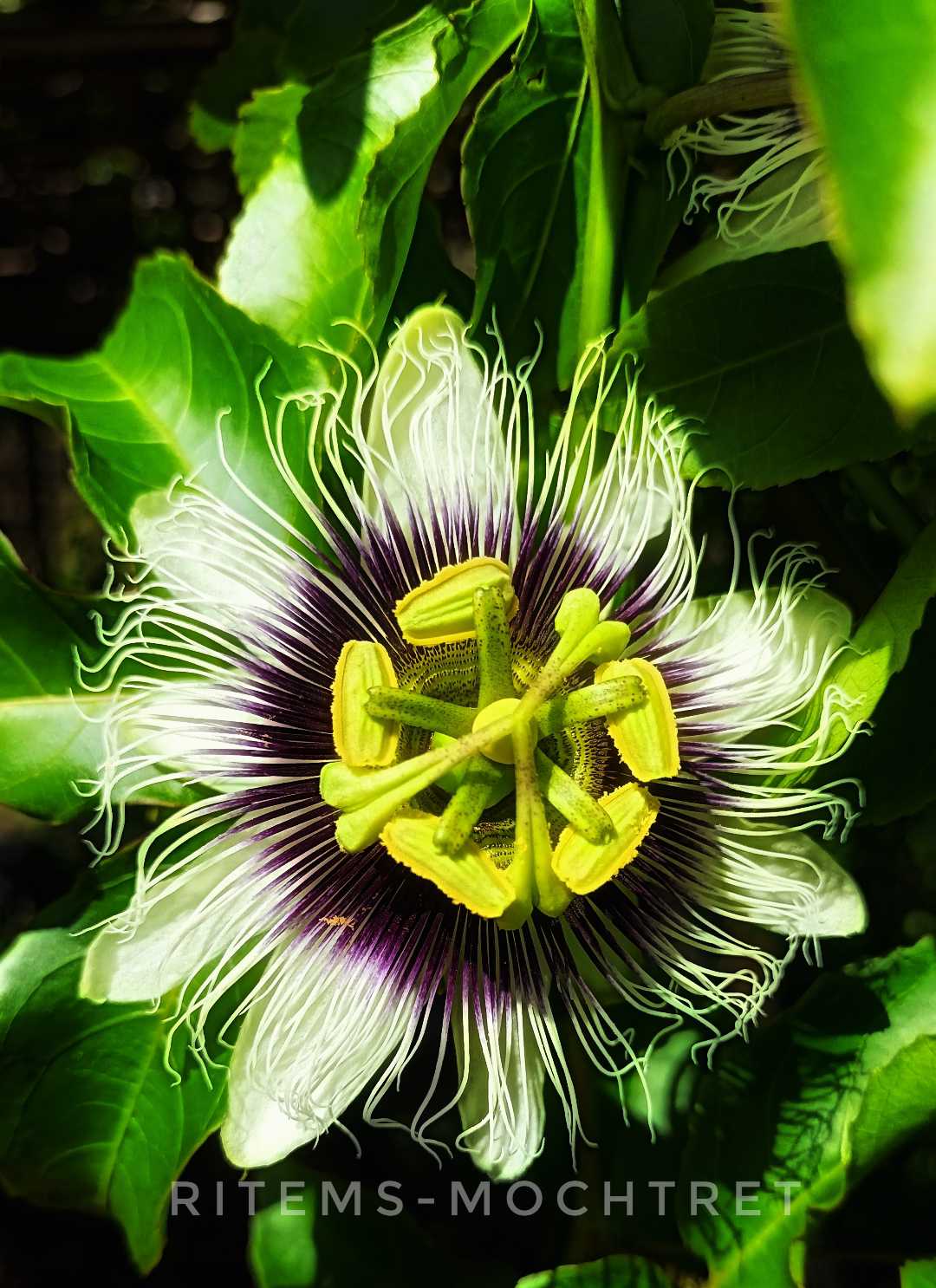 Markisa Flower 