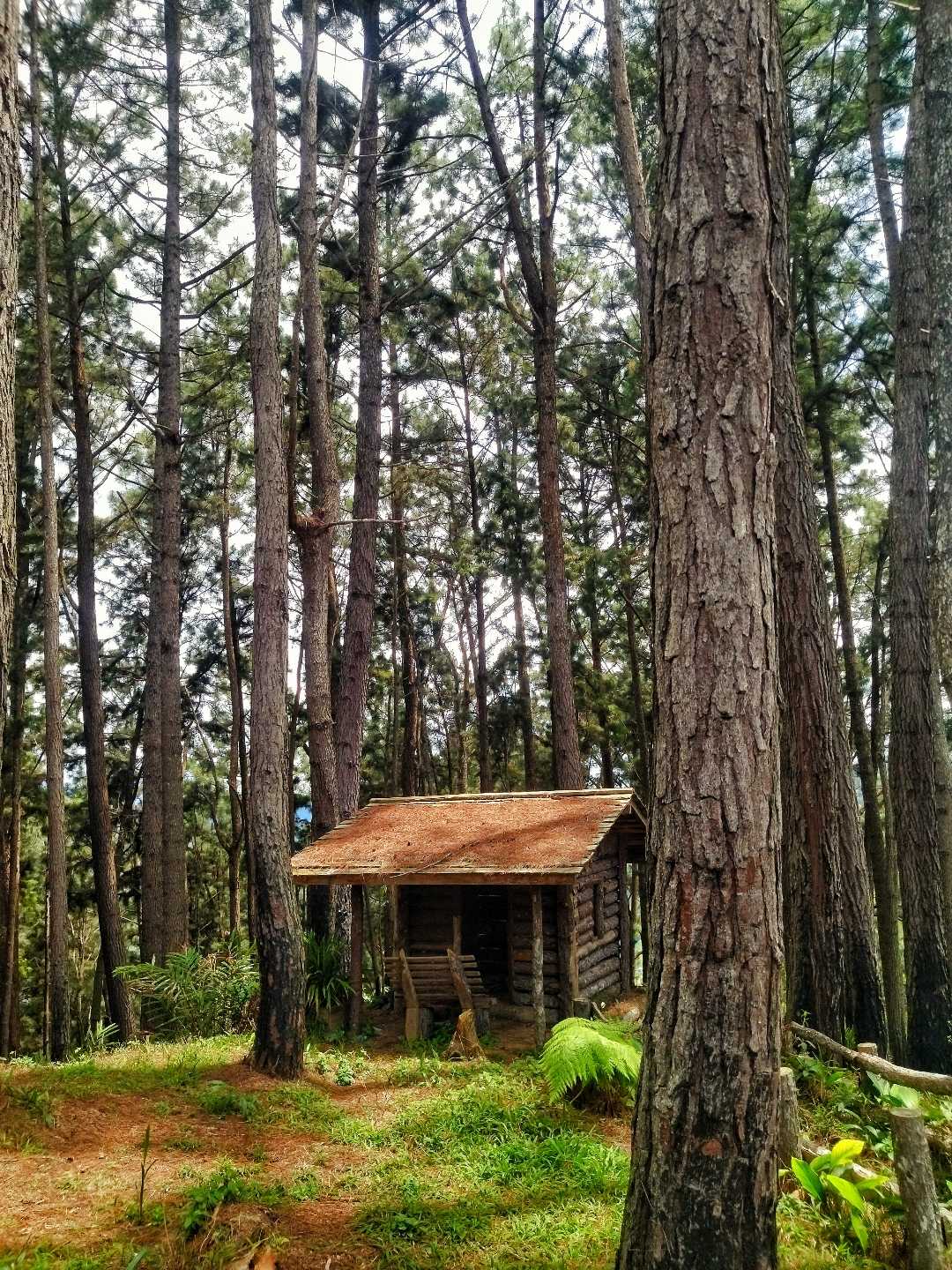 The small cabin in the woods.