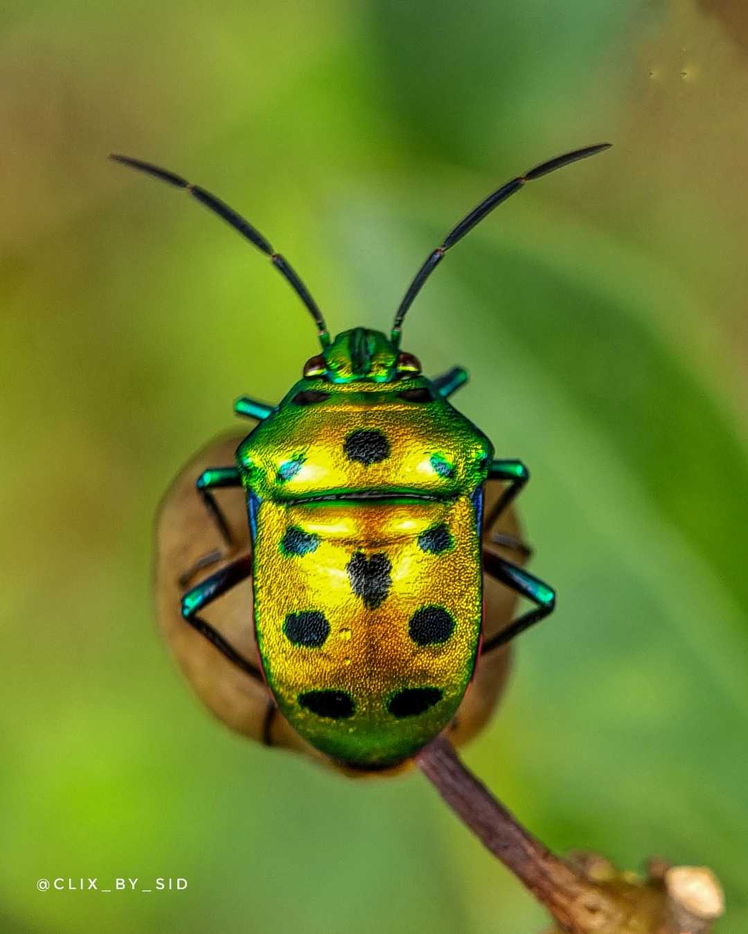 Jewel Bug 