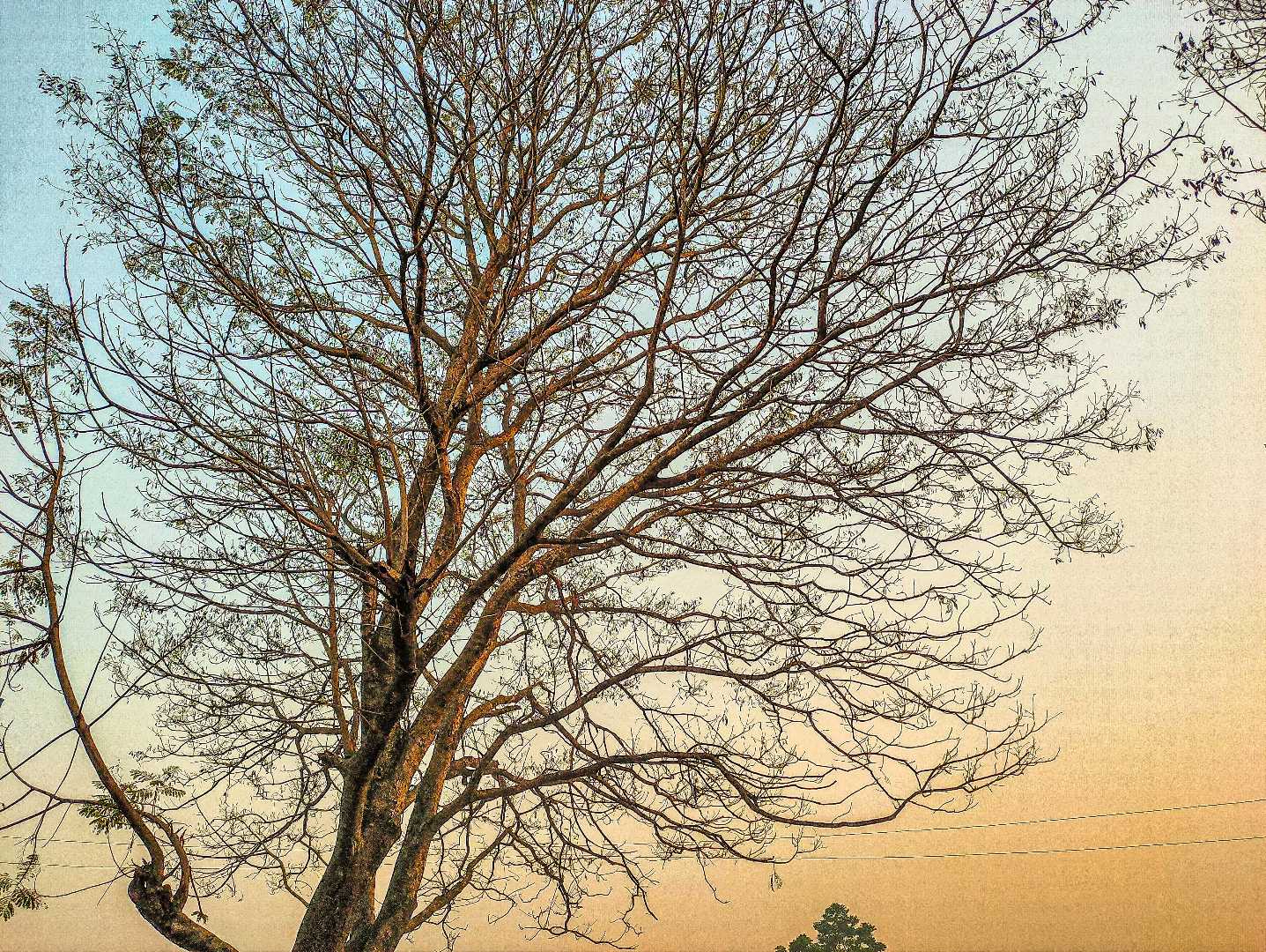 "Silent Strength: The Beauty of Resilience"
