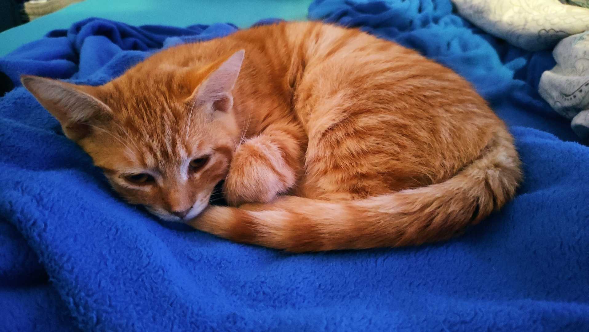 sleepy chewbaccat