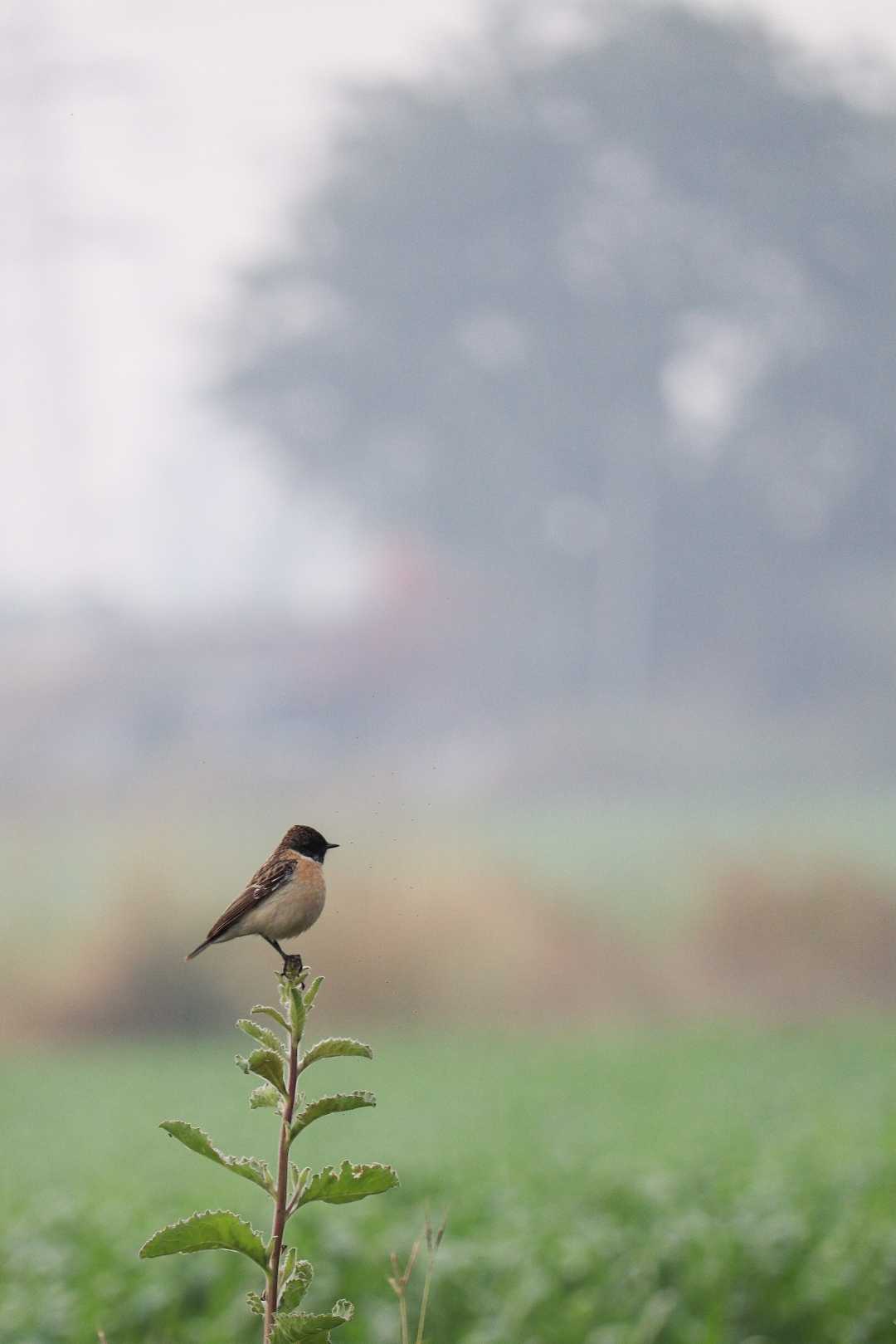 the african stone chat