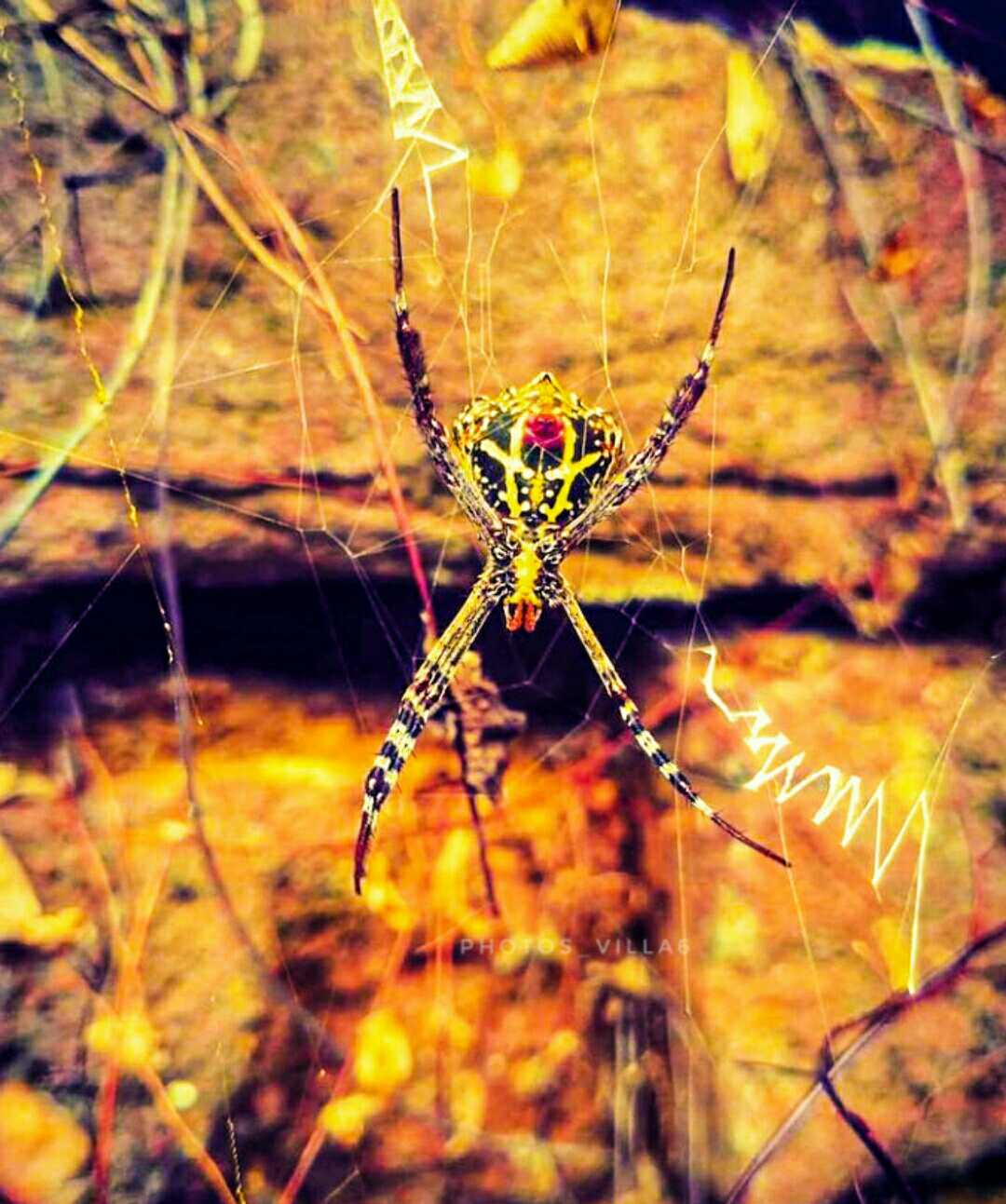 SPIDER 🕸️🕷️