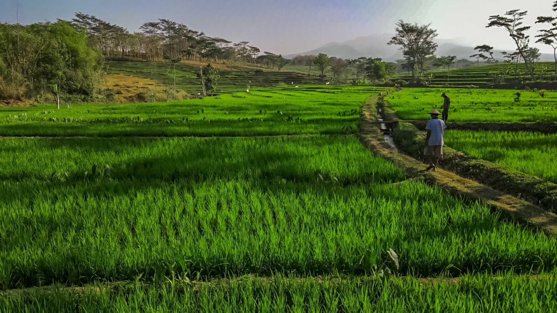 Petani