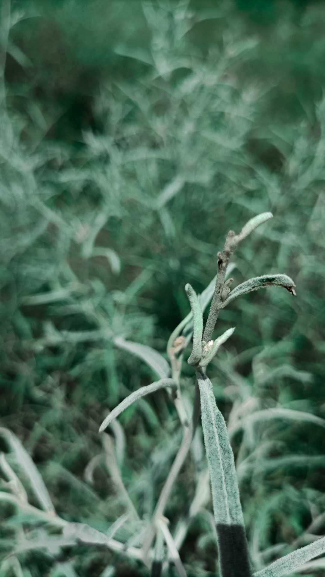 wallpaper 12