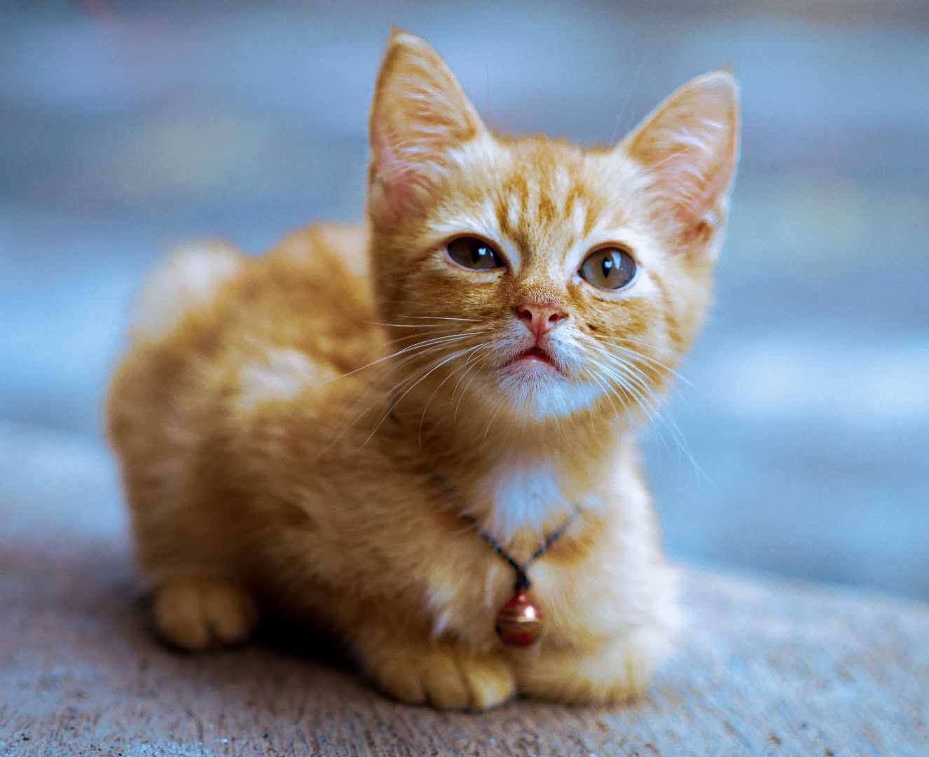 si Oyen