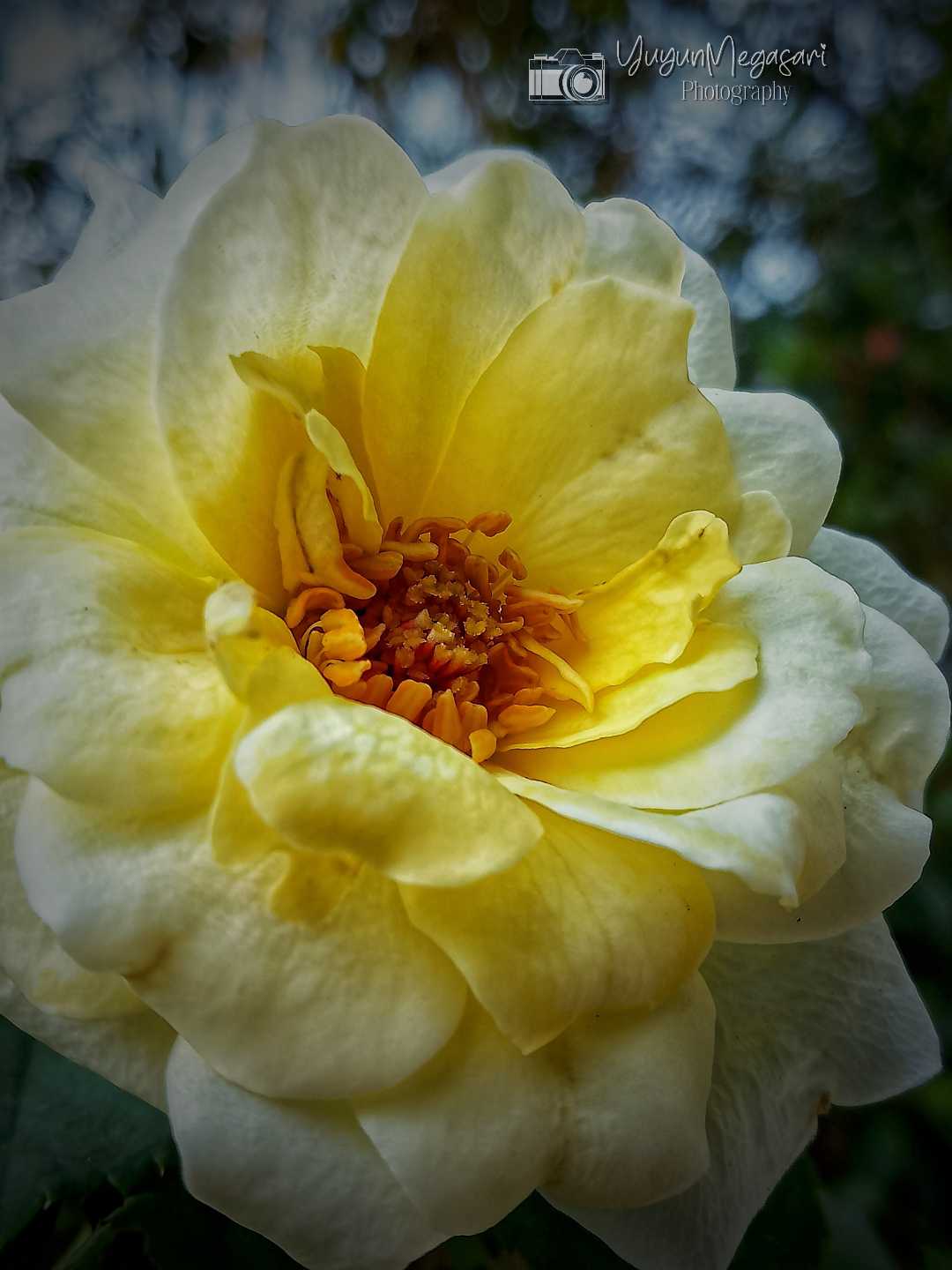 Macro bunga