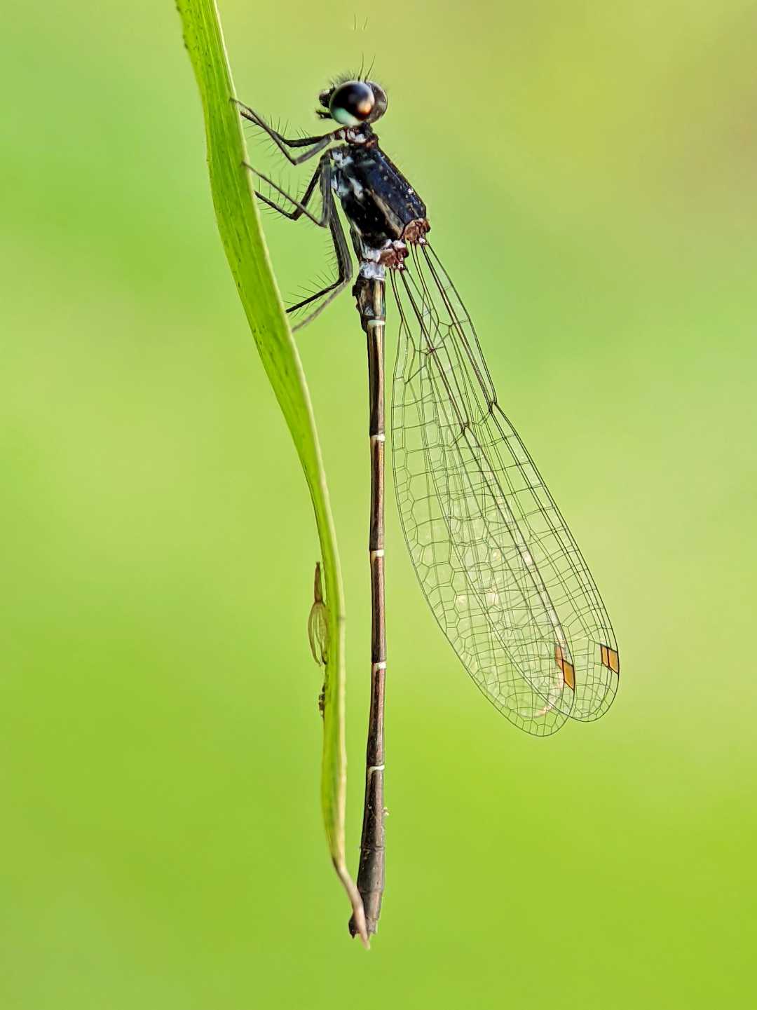 Damselfly 