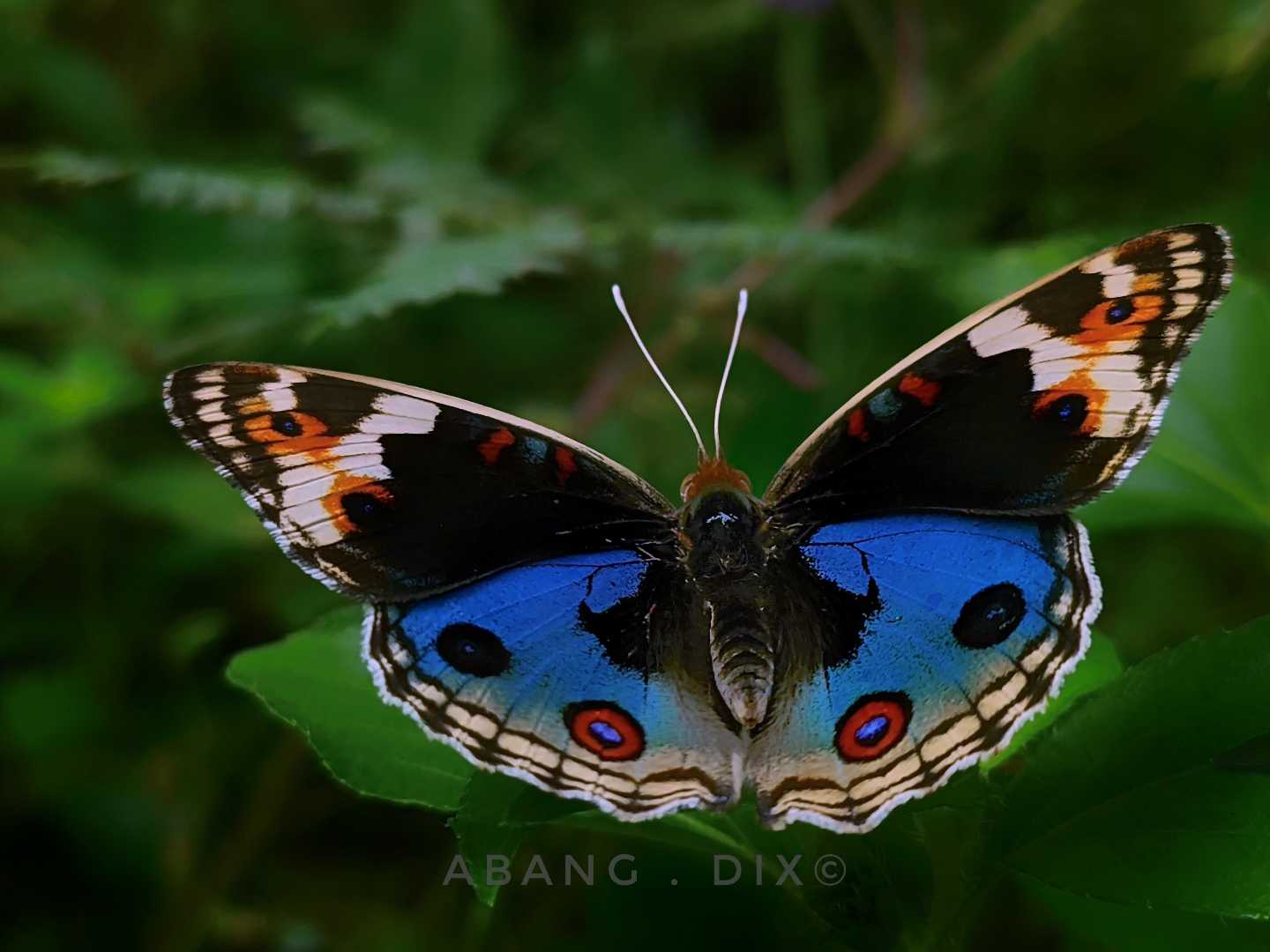 Beautiful Butterfly 🦋