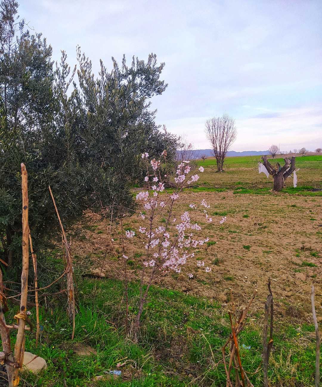 doğa