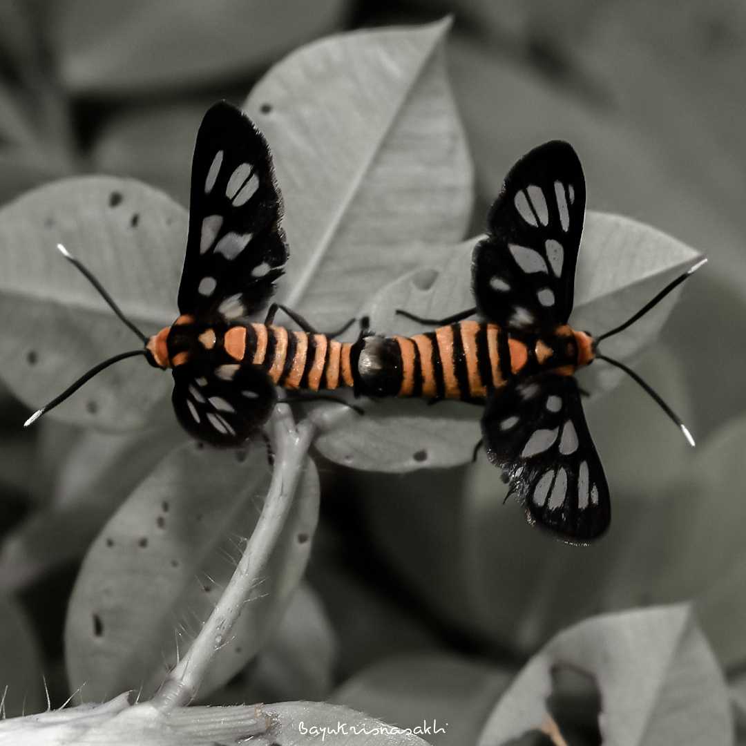 Photo Macro