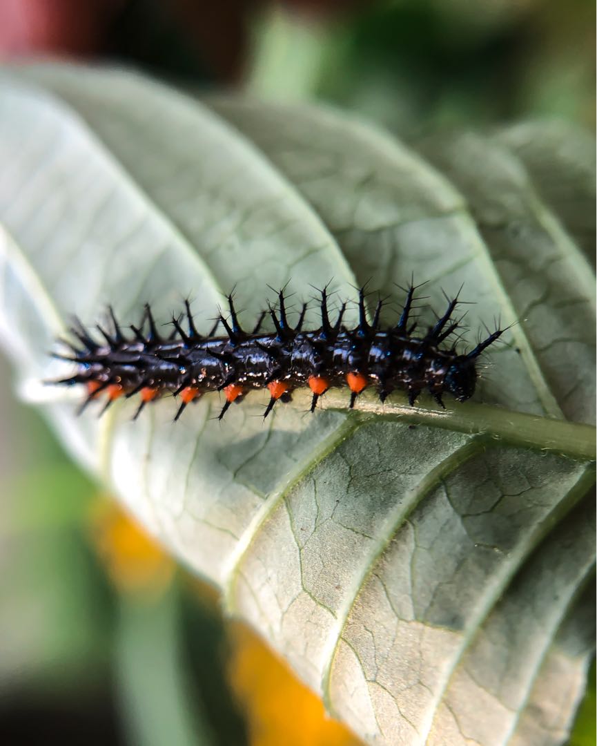 Doleschallia bisaltide