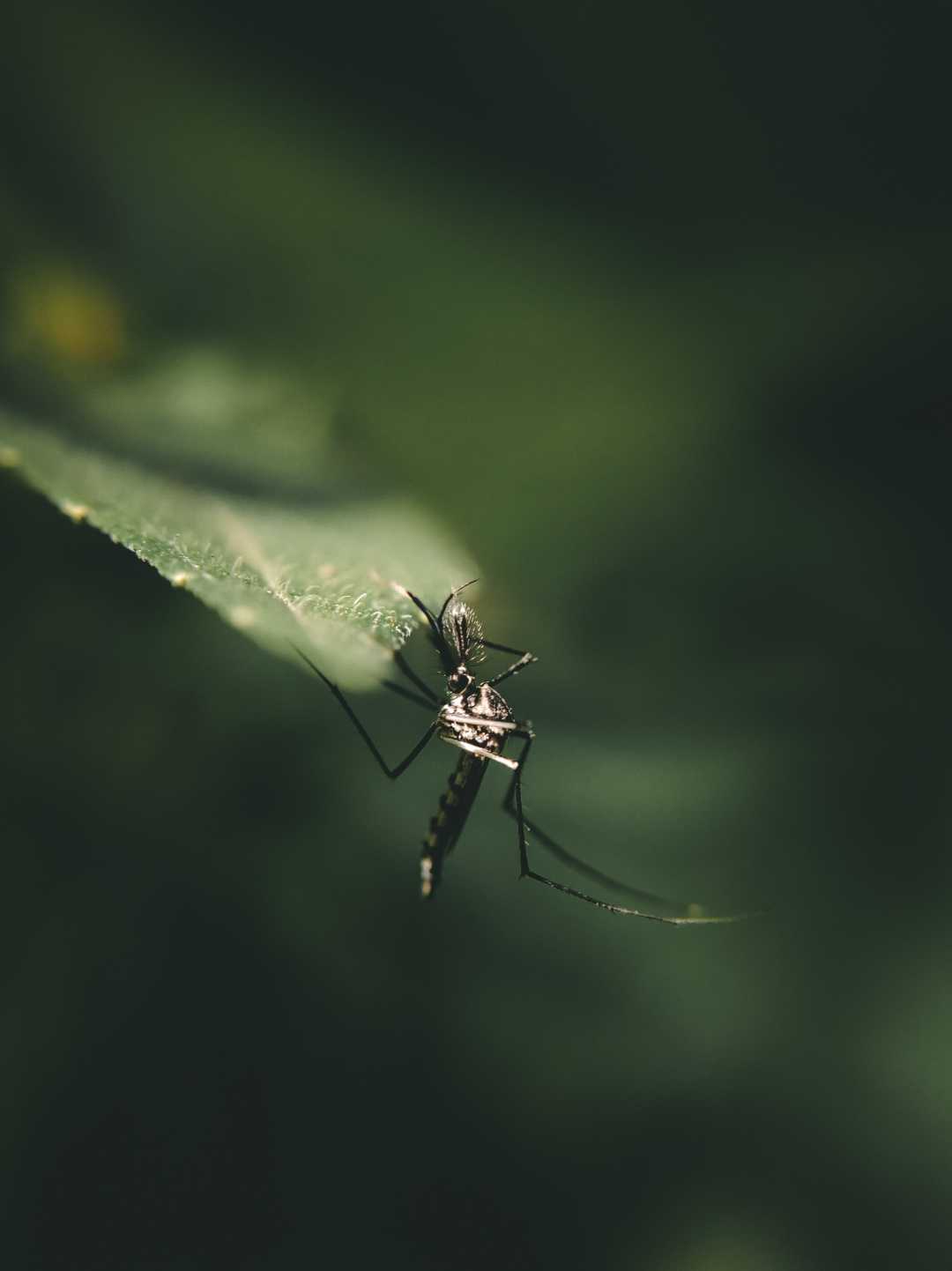 Pitcher Plant Mosquito